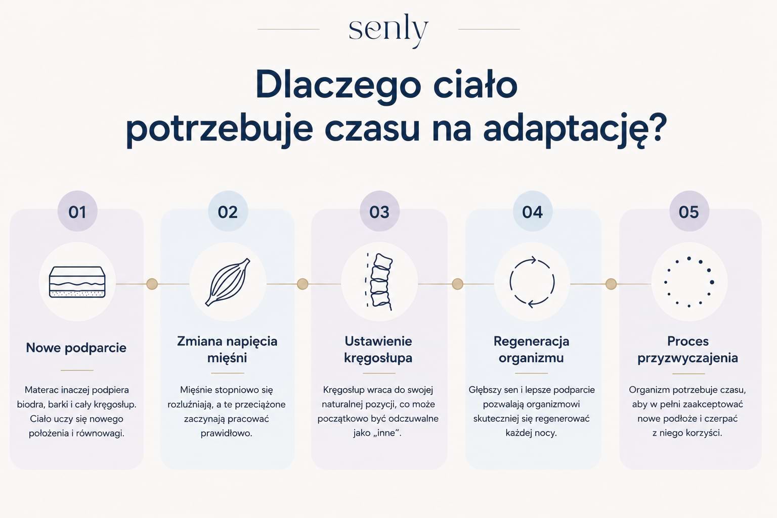 Infografika Etapy adaptacji organizmu do nowego materaca obejmujące zmianę napięcia mięśni, ustawienie kręgosłupa i poprawę regeneracji