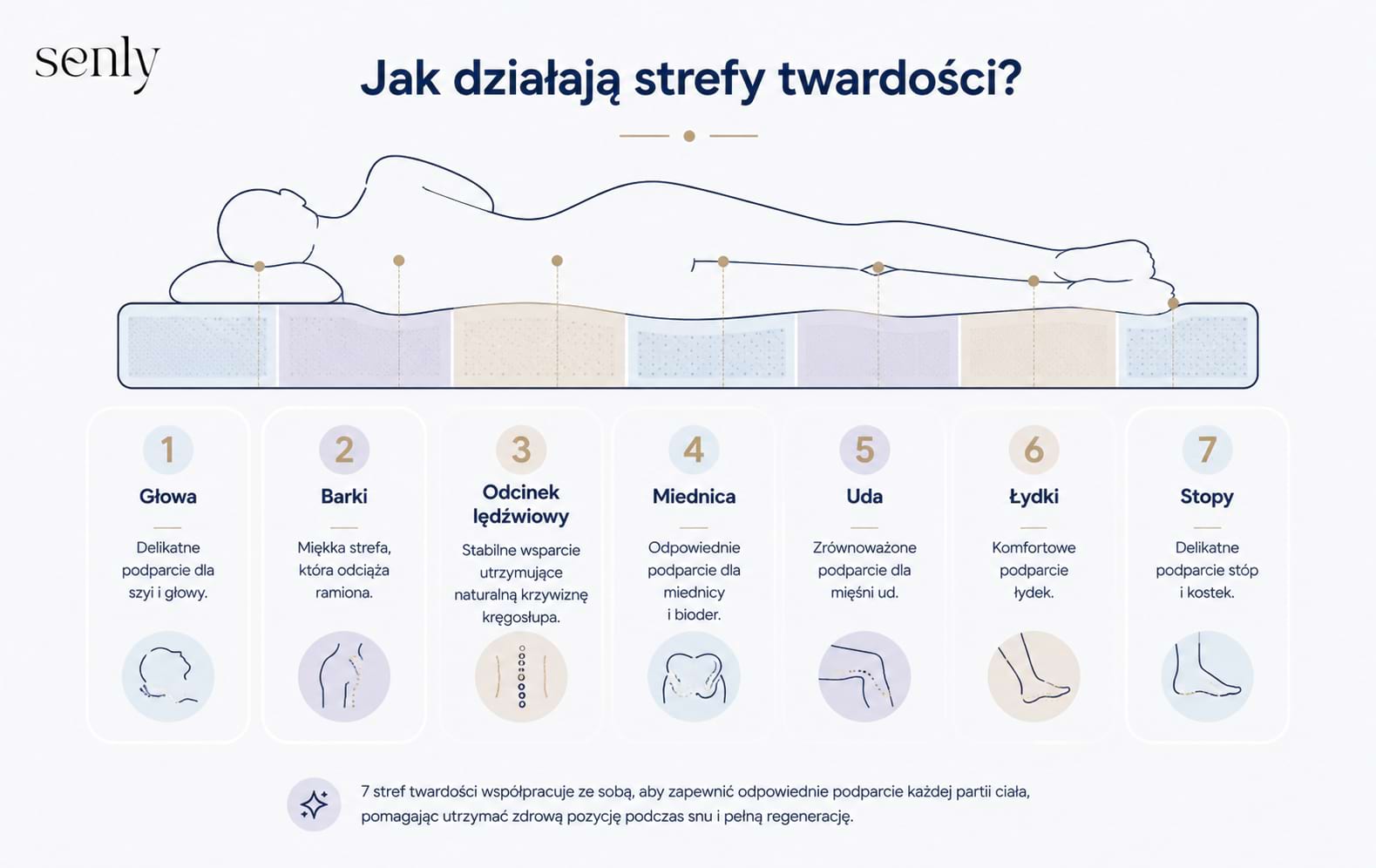 Infografika materac premium z 7 strefami twardości dla lepszego podparcia kręgosłupa